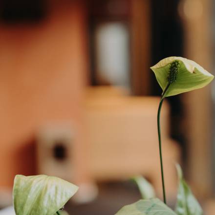 Eine Blume die gerade aufblüht im Wellnessbereich des Hotels Sonngastein