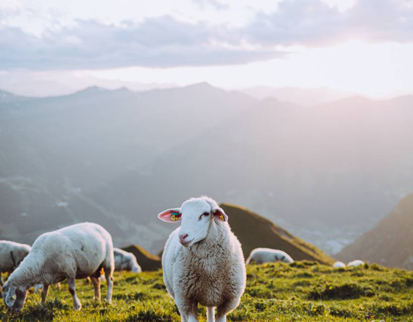 Schafe auf der Alm hoch oben in den Bergen