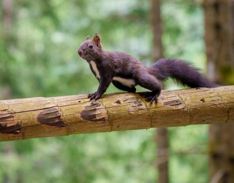 Ein Eichhörnchen auf einem Ast im Wald