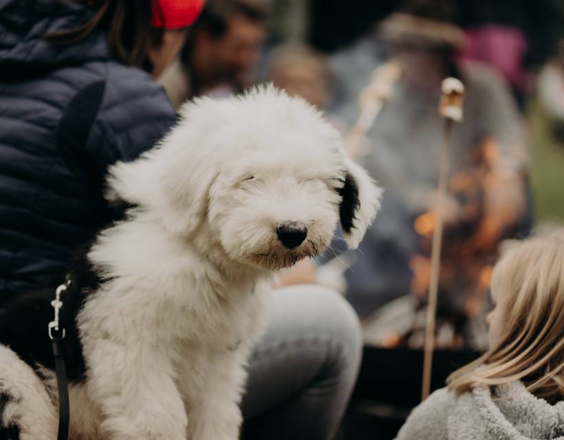 Menschen sitzen am Lagerfeuer und ein Hund schaut in die Kamera