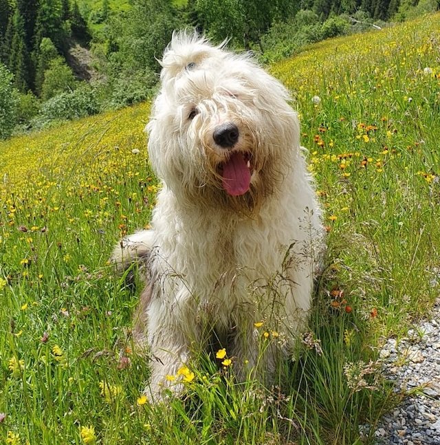 Sonngastein Familienhund Schnuffel auf einer Blumenwiese