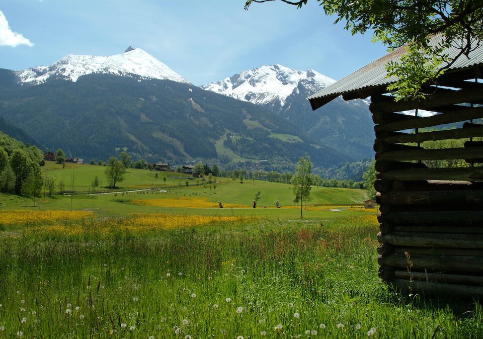 Blumenwiese im Gasteinertal