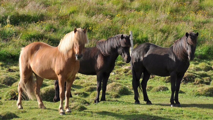 Island-Pferde auf der Weide