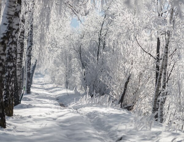 Verschneite Allee mit Spazierweg mitten durch